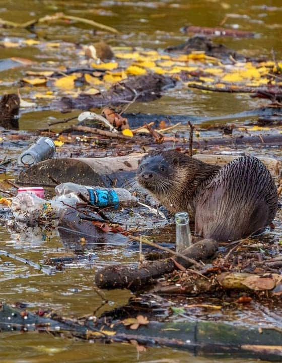 Photographer practising ethical wildlife photography